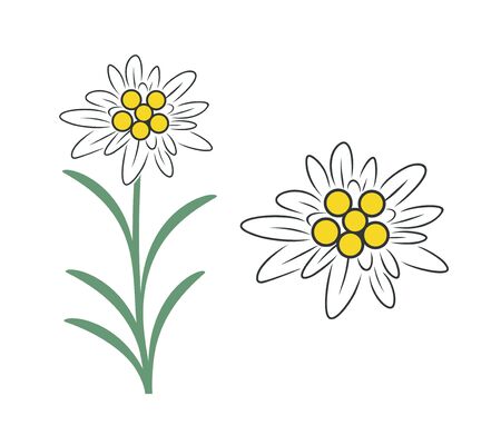 Edelweiss Logo Isolated Edelweiss On White Backgroundのイラスト素材 イメージマート