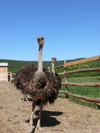 Young ostriches on a farmの写真素材