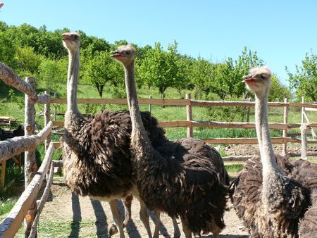 Young ostriches on a farmの写真素材
