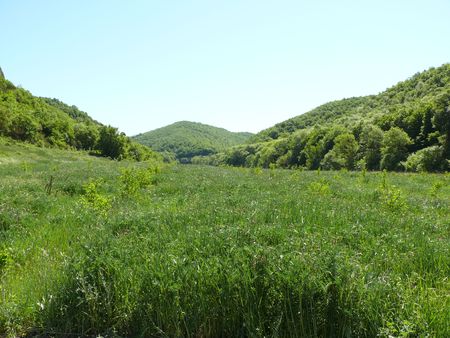 Green, juicy grass の写真素材