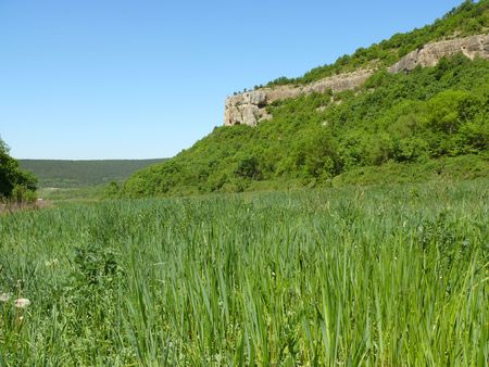 Green, juicy grass の写真素材