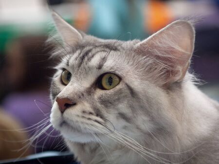 The portrait of young siberian cat at home. Shallow depth of field, selective focus.の写真素材
