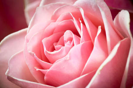 Macro closeup shot of a single pink rose. Shallow depth of field, selective focus.