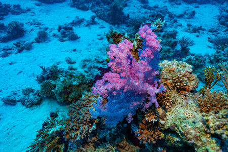 Vibrant underwater scene at the Small Gubal dive site, Red Sea. Features orange/yellow hard coral...