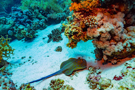 Blue-spotted ribbontail ray (Taeniura lymma) rests on a sandy seabed next to vibrant coral...
