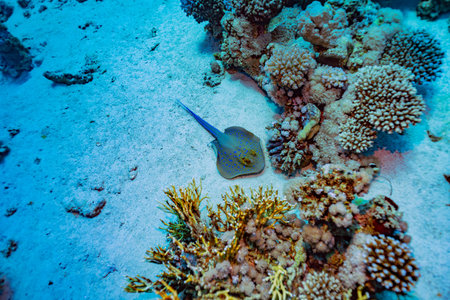 Blue-spotted ribbontail ray (Taeniura lymma) rests on a sandy seabed next to coral formations at the Jackson Reef dive site, Red Sea. Bright blue spots on a yellowish body and blue tail stripesの写真素材