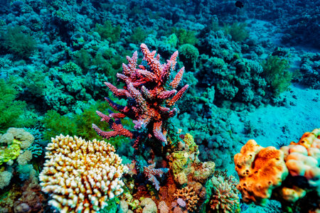 The image highlights a vibrant, multi-colored (orange/yellow/pink) hard coral, likely Pocillopora verrucosa, nestled among lush green and blue soft corals (order Alcyonacea). Gordon Reefs, Red Sea.の写真素材