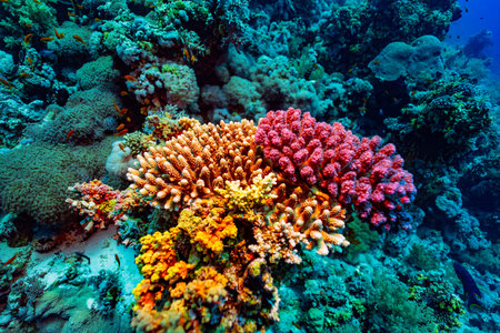 Vibrant, multi-colored (orange, yellow, pink) hard coral, likely Pocillopora verrucosa. Small juvenile yellow boxfish (Ostracion cubicus) is visible in the background. Jackson Reef, Red Sea.の写真素材