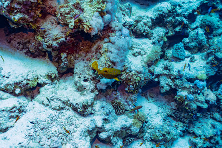 A juvenile yellow boxfish (Ostracion cubicus) at the Jackson Reef dive site, Red Sea. The small, bright yellow fish with black spots is captured near a sandy bottom and hard coral formationsの写真素材