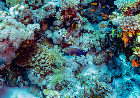 Vibrant yellow-edged lyretail (Variola louti), a type of grouper, is featured swimming among the...