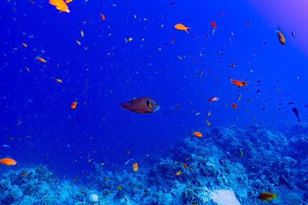 Brown phase Slingjaw wrasse (Epibulus insidiator) swims past a large school of orange Lyretail...
