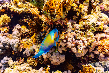 A vibrant underwater shot captures the Steephead parrotfish (Chlorurus strongylocephalus) swimming...