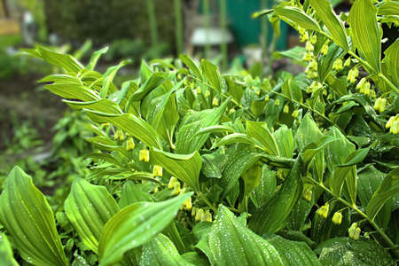 leaves tropical dark green foliage, nature background flower garden in a country cottageの写真素材