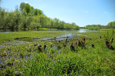 Flood meadow by a small riverの写真素材