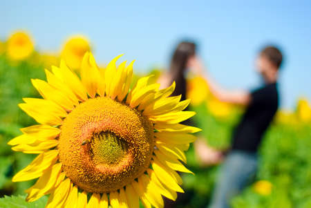 Sunflower and blurred young couple on the backgroundの写真素材