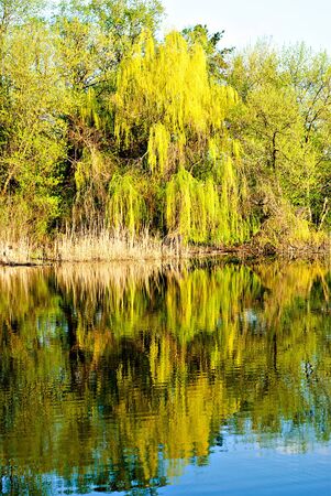 Landscape with trees reflected in pondの写真素材