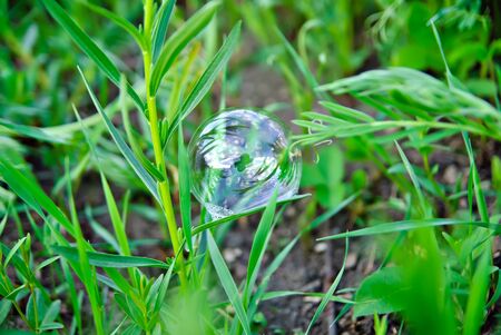 Bubble in the green grassの写真素材