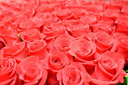 Red roses backgroundの写真素材