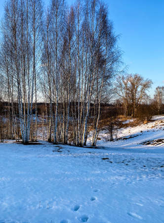 Photography of winter nature in a snowy forestの写真素材