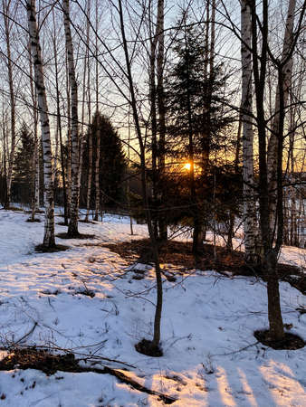 Photography of winter nature in a snowy forestの写真素材