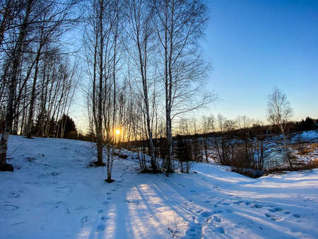 Photography of winter nature in a snowy forestの写真素材