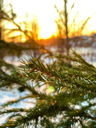 Photography of winter nature in a snowy forestの写真素材