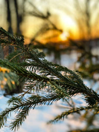 Photography of winter nature in a snowy forestの写真素材