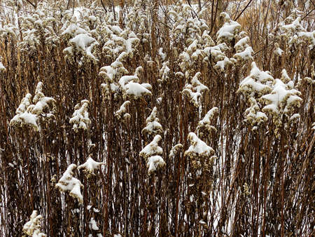 Photography of winter nature in a snowy forestの写真素材