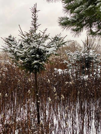 Photography of winter nature in a snowy forestの写真素材