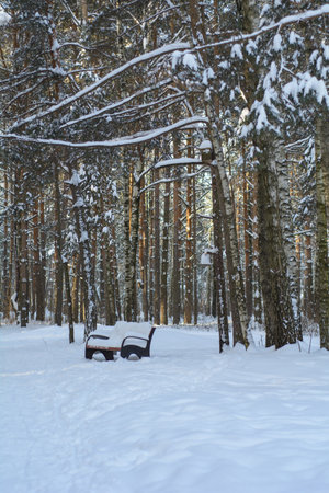 Sunny frosty day in a snowy winter forestの写真素材
