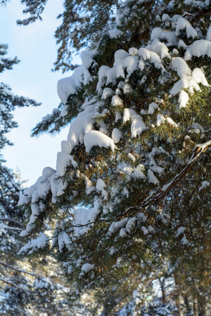 Sunny frosty day in a snowy winter forestの写真素材