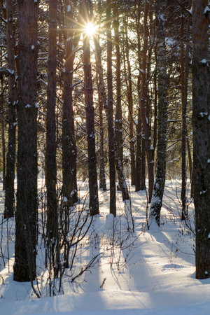 Sunny frosty day in a snowy winter forestの写真素材