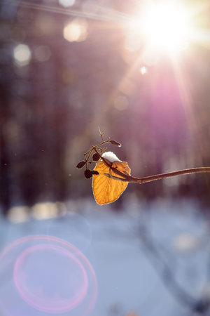 Sunny frosty day in a snowy winter forestの写真素材