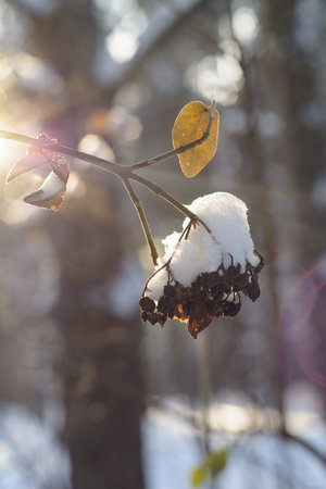 Sunny frosty day in a snowy winter forestの写真素材