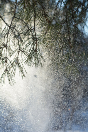 Sunny frosty day in a snowy winter forestの写真素材