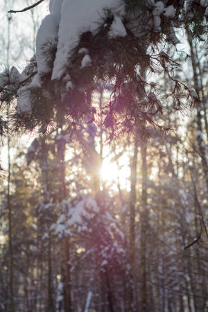 Sunny frosty day in a snowy winter forestの写真素材