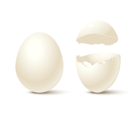 Egg and broken empty eggshell isolated on white background. Vector realistic design element.のイラスト素材