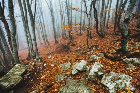Beautiful autumn forest in the fogの写真素材