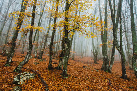Beautiful autumn forest in the fog