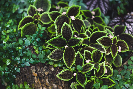 Green plants background in the gardenの写真素材