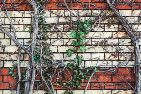 Brick wall texture ivy