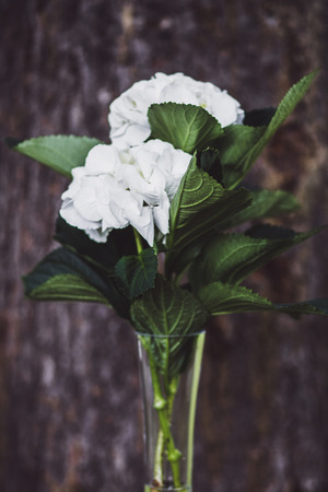 Bouquet of hydrangeas in a glass vase
