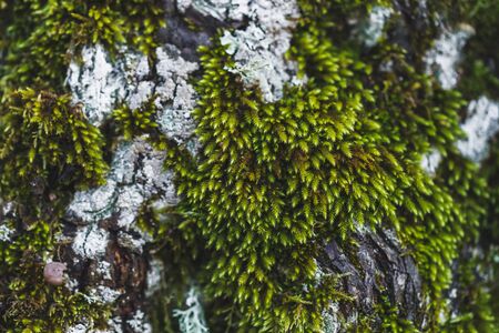 Closeup texture of moss and lichenの写真素材