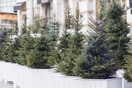 Street decorations for the New Year, little Christmas tree in garlands planted in white tubの写真素材