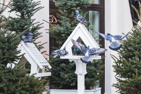Lovely outdoor bird feeders in fur-trees, decorations for Christmasの写真素材