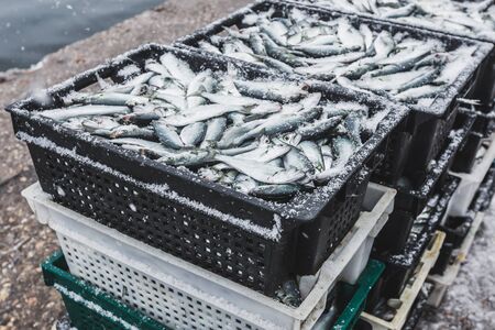 Fresh fish on the quay in boxes for sale. Winter snowy timeの写真素材