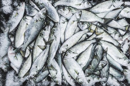 Fresh fish in market for sale. Background of many fishes