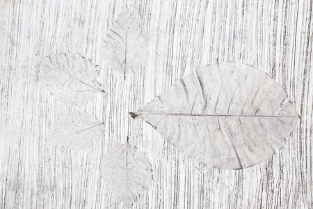 White abstract background with tropical plants shapes. Skeletones of leaves imprint on concrete floor as decoration.の写真素材