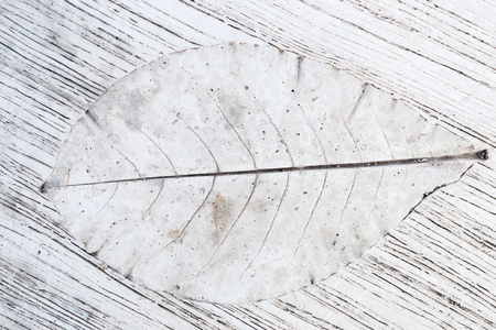 White abstract background with tropical plants shapes. Skeletones of leaves imprint on concrete floor as decoration.の写真素材