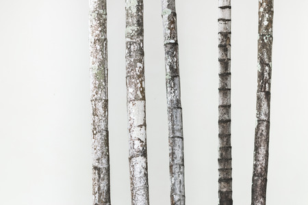 Texture of white wall with bamboo trees. With copyspace for address, name, textの写真素材